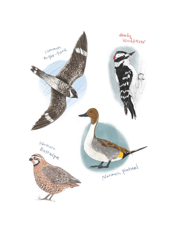 Field Guide to Dumb Birds Sticker Book