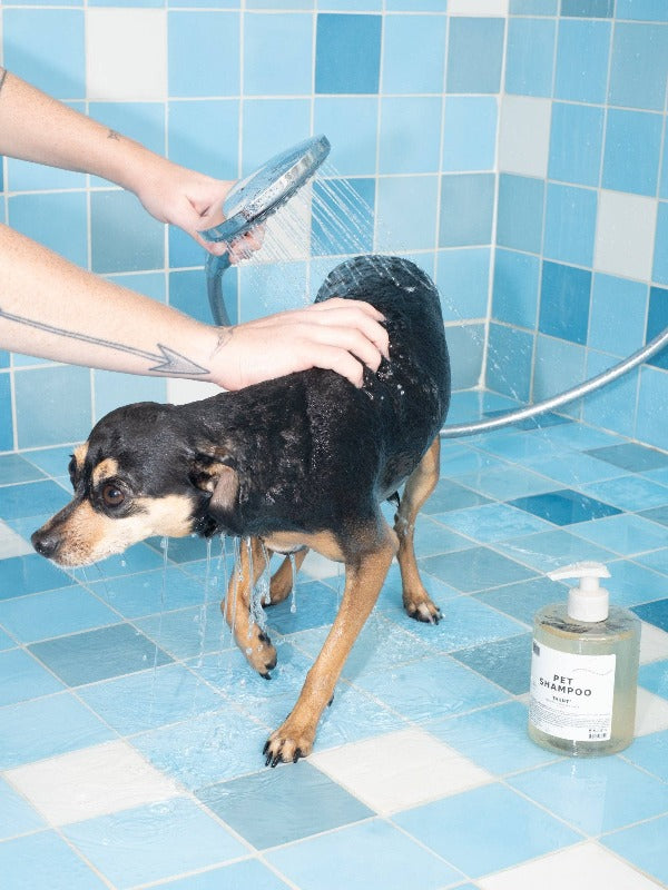 Pet Shampoo: 01 Taunt 18.6 oz.