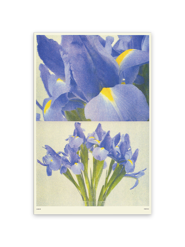 Iris Risograph Print: 11 x 17