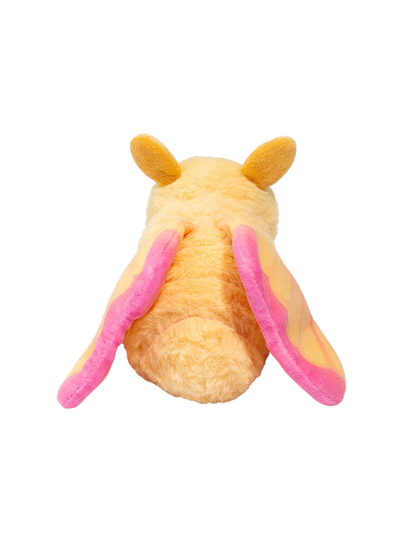 Rosy Maple Moth