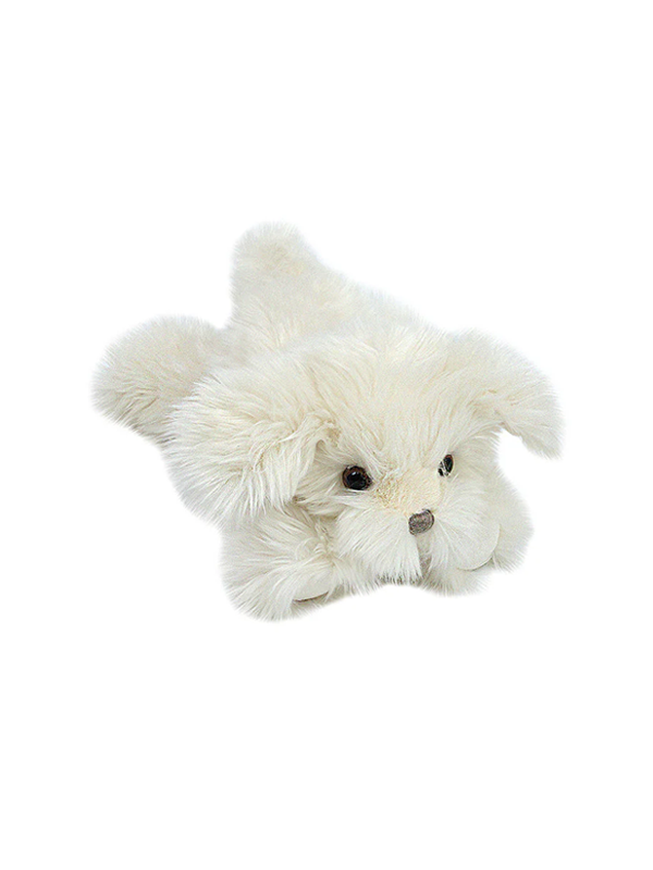 Sugar Maltese Puppy