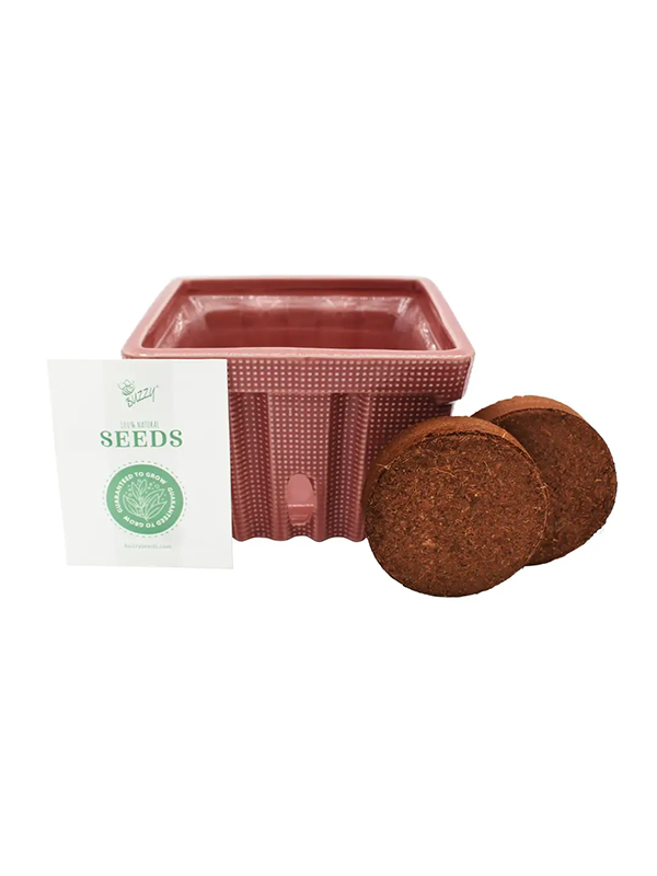 Strawberry Ceramic Grow Kit