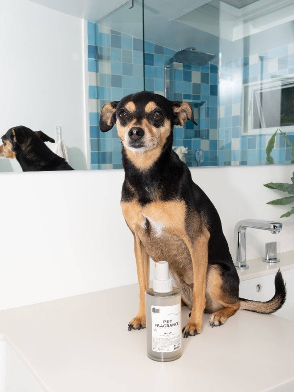 Pet Fragrance: 01 Taunt 8.5 oz.