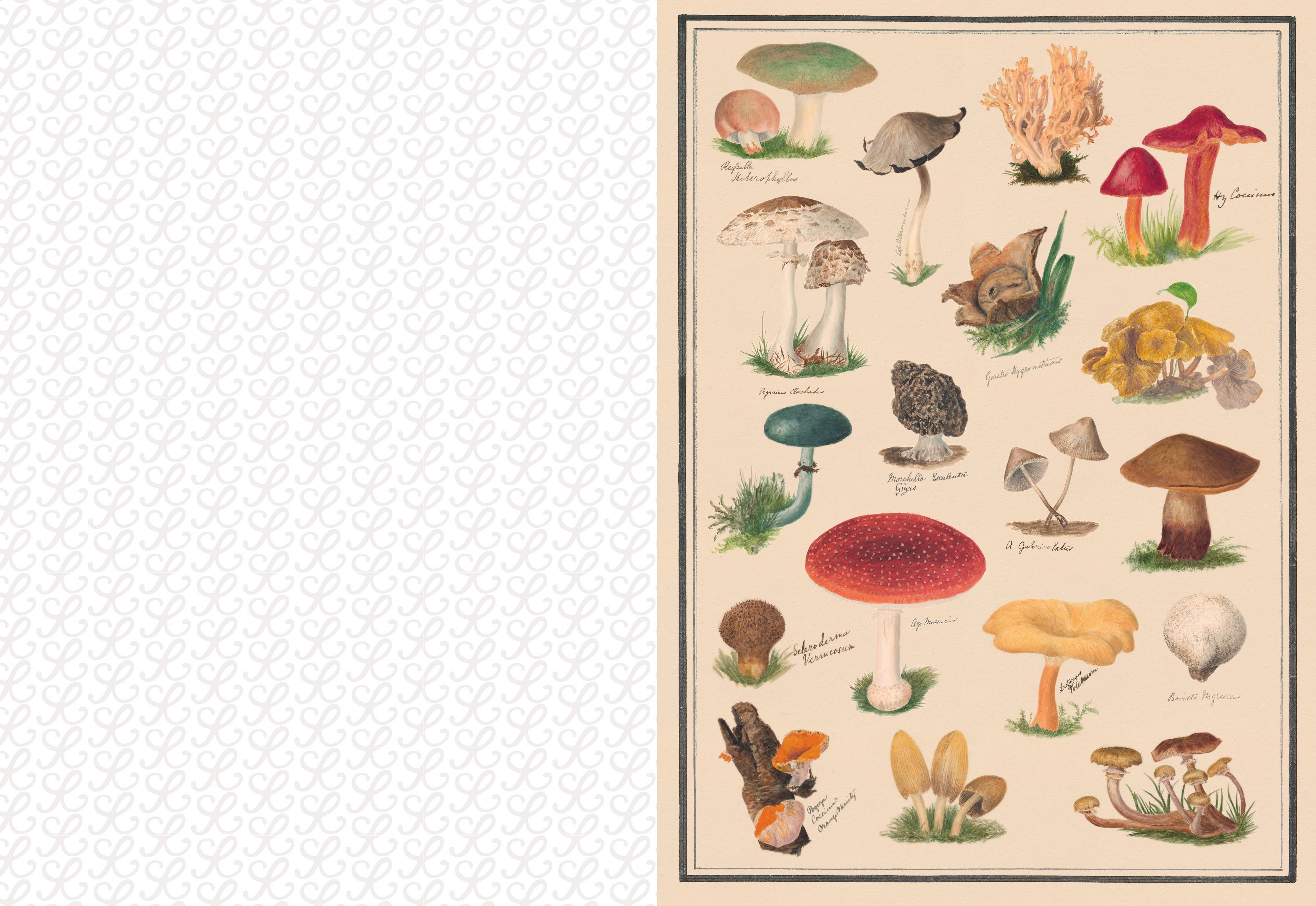 The Collage Compendium