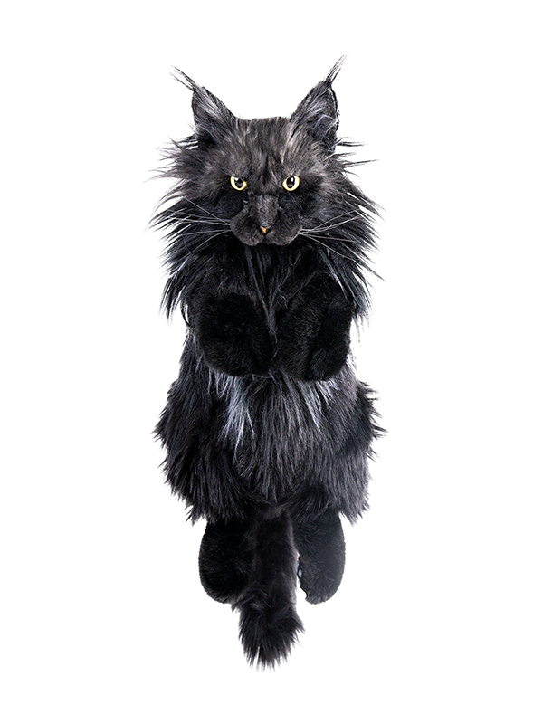 Cat Backpack: Maine Coon