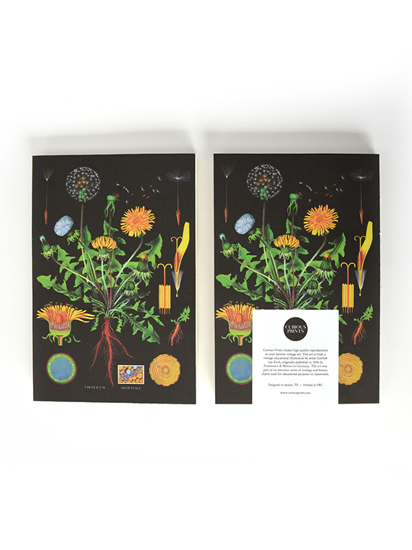 Vintage Botanical Dandelion Notebook