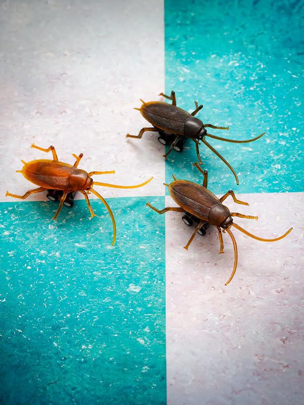 A set of small toy cockroaches designed for racing, with detailed, realistic features and colorful designs, lined up on a race track ready to race.