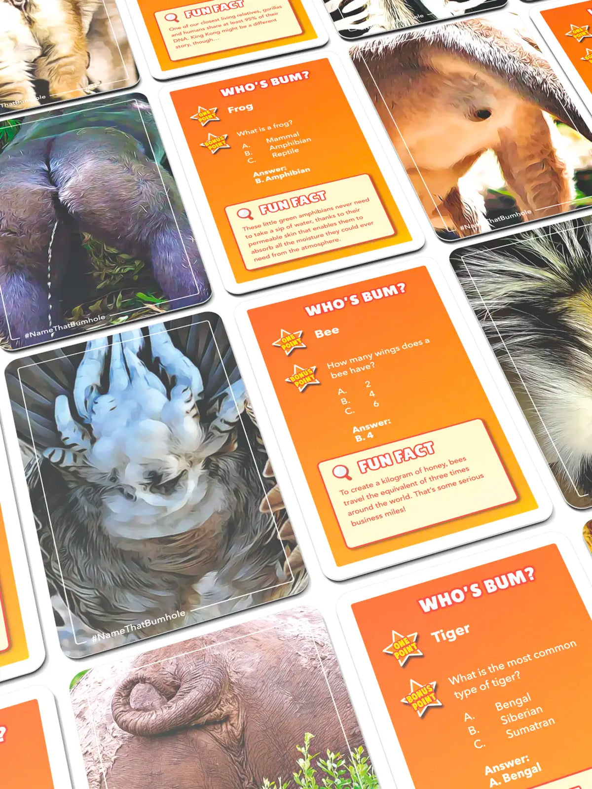 Name that Bumhole Card Game